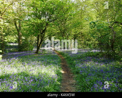 Einen Fußweg durch einen Teppich von bluebells bedecken den Boden. Bluebell Woods, yoxall Lodge, Staffordshire Stockfoto