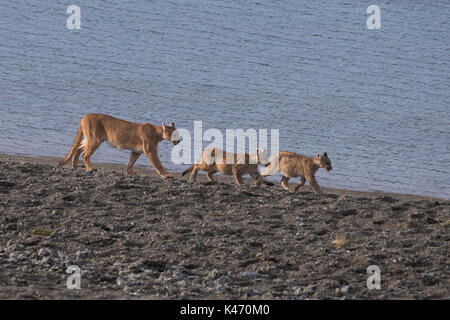 Mutter Puma und zwei Jungen der Torres del Paine, Chile Stockfoto