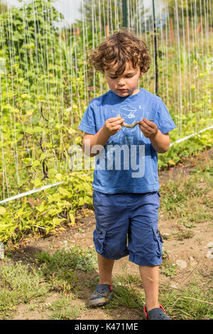 Vier Jahre alten Jungen Entnahme und Prüfung der Klapperschlange heirloom Bohnen in einem Garten in Maple Valley, Washington, USA. Diese pole Bean ist einfach zu wachsen und p Stockfoto