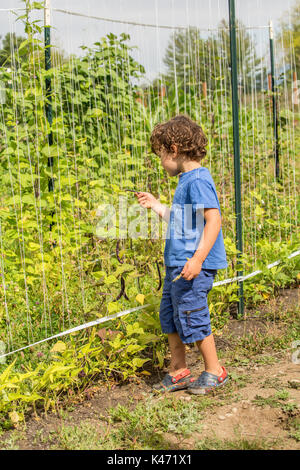 Vier Jahre alten Jungen pflücken und essen Klapperschlange heirloom Bohnen in einem Garten in Maple Valley, Washington, USA. Diese pole Bean ist leicht zu wachsen und Prod Stockfoto