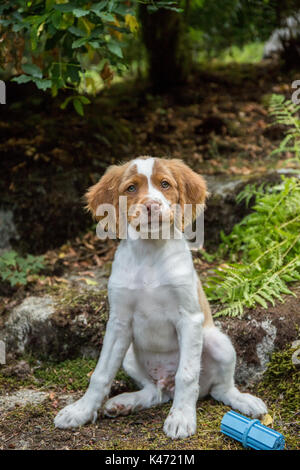 Zwei Monate alten Brittany Spaniel 'Archie' sitzen auf einem felsigen Weg in seinem Hof in Issaquah, Washington, USA Stockfoto