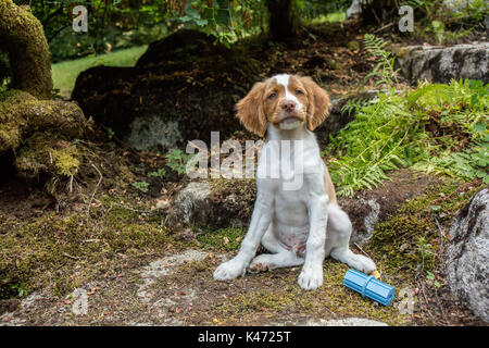 Zwei Monate alten Brittany Spaniel 'Archie' sitzen auf einem felsigen Weg in seinem Hof in Issaquah, Washington, USA Stockfoto