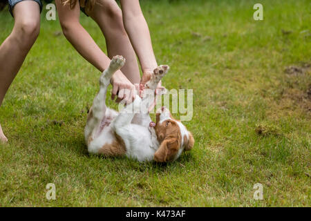 Zehn Jahre altes Mädchen spielerisch Rauferei mit Ihrem zwei Monate alten Brittany Spaniel 'Archie' in Issaquah, Washington, USA Stockfoto