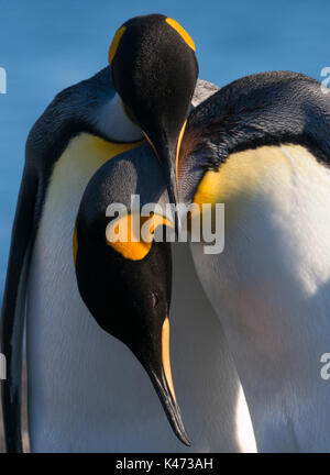 Königspinguin (Aptenodytes patagonicus) von Tierra del Fuego, Chile Stockfoto