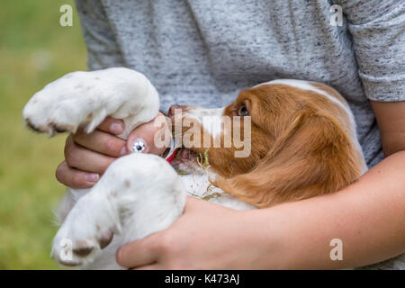 Elf Jahre alten Jungen, der zwei Monate alten Brittany Spaniel, Gras essen wurde, in Issaquah, Washington, USA Stockfoto