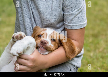 Elf Jahre alten Jungen, der zwei Monate alten Brittany Spaniel, Gras essen wurde, in Issaquah, Washington, USA Stockfoto