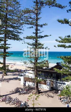 Norfolk Island Palmen (Araucaria araucana) Manly Beach, Sydney, New South Wales, NSW, Australien Stockfoto