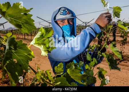Bahia de Kino, Flora y Fauna del Desierto de Punta Chueca, San Nicolas Sonora Mexiko Stockfoto