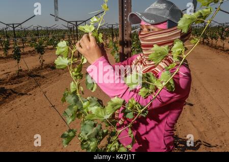 Bahia de Kino, Flora y Fauna del Desierto de Punta Chueca, San Nicolas Sonora Mexiko Stockfoto