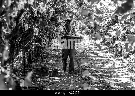 Bahia de Kino, Flora y Fauna del Desierto de Punta Chueca, San Nicolas Sonora Mexiko Stockfoto