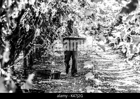 Bahia de Kino, Flora y Fauna del Desierto de Punta Chueca, San Nicolas Sonora Mexiko Stockfoto