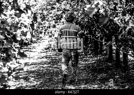 Bahia de Kino, Flora y Fauna del Desierto de Punta Chueca, San Nicolas Sonora Mexiko Stockfoto