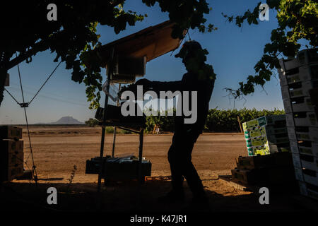 Bahia de Kino, Flora y Fauna del Desierto de Punta Chueca, San Nicolas Sonora Mexiko Stockfoto