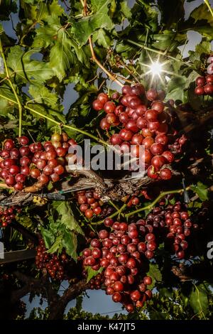 Bahia de Kino, Flora y Fauna del Desierto de Punta Chueca, San Nicolas Sonora Mexiko Stockfoto