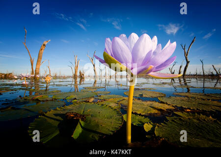 Lila Seerose See Nuga Nuga Central Queensland Stockfoto