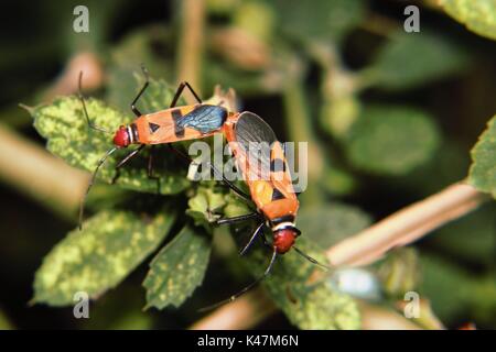 Die Paarung Marienkäfer an Blätter, in Malang Indonesien Stockfoto