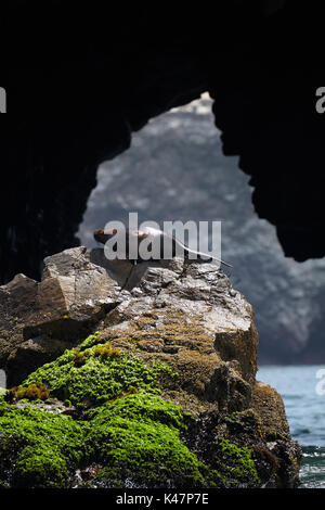 Sea Lion und Meer Höhle, Ballestas Inseln, Pisco Provinz, ICA-Region, Peru, Südamerika Stockfoto