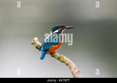 Eisvogel (Alcedo atthis) Stockfoto