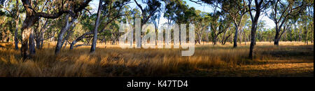 Gras und offenen Ebene Mt Moffatt Nationalpark Stockfoto