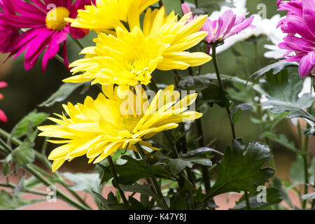Chrysanthemen Pflanze in Blüte in einem Garten Stockfoto