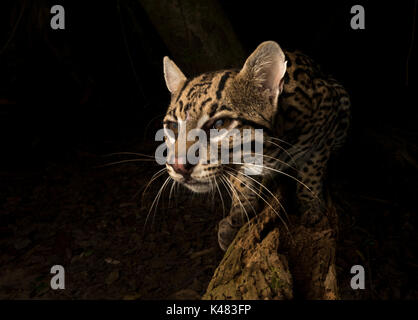 Ocelot Portrait mit einem Weitwinkel Remote Camera von Süd Pantanal, Brasilien Stockfoto