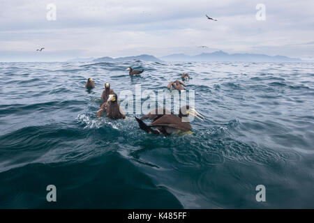 Braun Tölpel (Sula leucogaster) auf der Wasseroberfläche im offenen Ozean Ilha dos Búzios, SE Brasilien Stockfoto