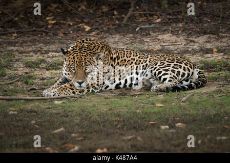 Einen großen erwachsenen männlichen Jaguar aus Süd Pantanal, Brasilien Stockfoto