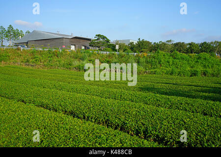 Die Osulloc Kaffee und Tee Plantage befindet sich neben der InnisFree House store und Cafe in Seogwipo auf der Insel Jeju in Südkorea Stockfoto