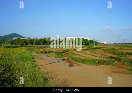 Die Osulloc Kaffee und Tee Plantage befindet sich neben der InnisFree House store und Cafe in Seogwipo auf der Insel Jeju in Südkorea Stockfoto