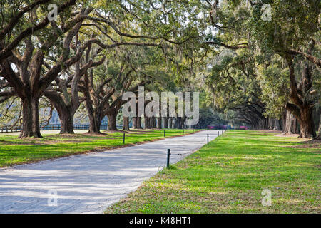 Eine atemberaubende, country lane mit alten live oak Bäumen drapiert im spanischen Moos. In der Nähe von charleton South Carolina, USA Stockfoto