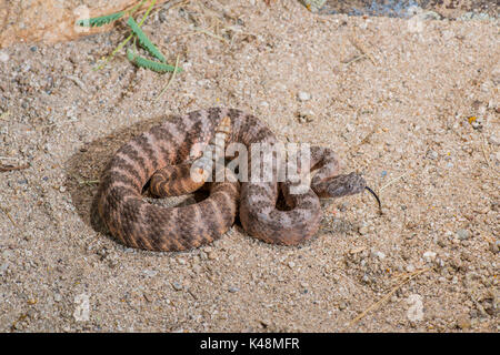 Tiger Rattlesnake Crotalus tigris Tucson, Pima County, Kansas, United States, 28. August 2017 Nach Viperidae Stockfoto