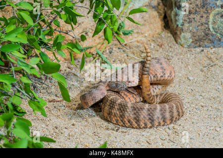 Tiger Rattlesnake Crotalus tigris Tucson, Pima County, Kansas, United States, 28. August 2017 Nach Viperidae Stockfoto