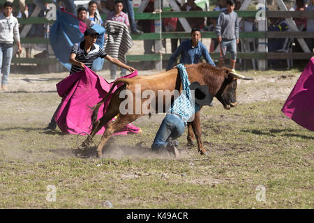 28. Mai 2017 Sangolqui, Ecuador: Bulle wirft jungen Cowboy auf ein Rodeo in den Anden Stockfoto