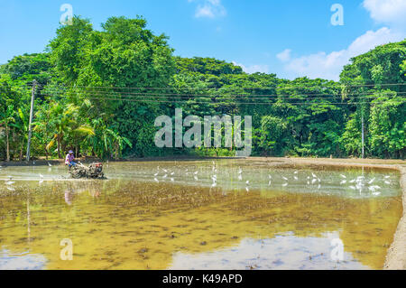 OKKAMPITIYA, SRI LANKA - Dezember 3, 2016: Der Landwirt arbeitet auf seinem Feld, er zwei Schlepper mit Grubber, am 3. Dezember in Okkampitiya. Stockfoto