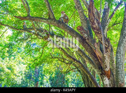 Familie der Affen sitzen auf dem Baum im Park neben dem srines Maligawila, Sri Lanka Stockfoto