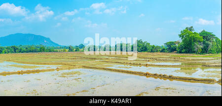 Reisfelder sind die häufigsten landwirtschaftlichen Feldern in Sri Lanka Stockfoto