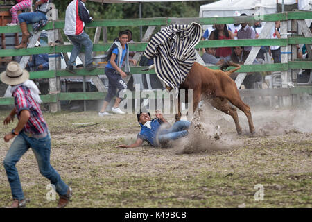 28. Mai 2017 Sangolqui, Ecuador: Junger Mann lief von einem Stier bei einem ländlichen Amateur-Rodeo in den Anden zu Stockfoto