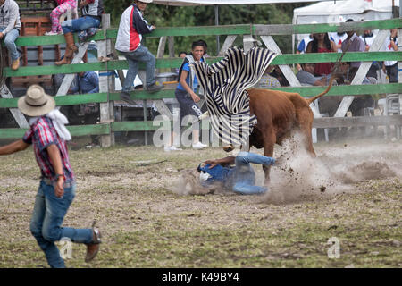 28. Mai 2017 Sangolqui, Ecuador: Junger Mann lief von einem Stier bei einem ländlichen Amateur-Rodeo in den Anden zu Stockfoto