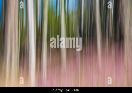 Abstrakte Details der bunten Wälder im Frühjahr in der Nähe der Thermen von Bormio Bagni Vecchi obere Veltlin Lombardei Italien Europa Stockfoto