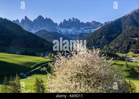 Blühende Rahmen das Dorf St. Magdalena und der Geisler-Gruppe. Villnösser Tal Südtirol Dolomiten Italien Europa Stockfoto