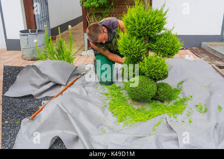 Kleines leben Bume oder thuja Schneiden in Form auf einer Wiese  Stockfotografie - Alamy