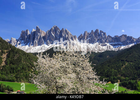 Blühende Rahmen das Dorf St. Magdalena und der Geisler-Gruppe. Villnösser Tal Südtirol Dolomiten Italien Europa Stockfoto