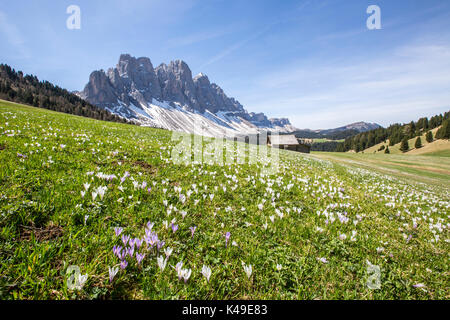 Blumen blühen auf den Wiesen am Fuße der Geisler. Malga Gampen Villnösser Tal. Südtirol Dolomiten Italien Europa Stockfoto