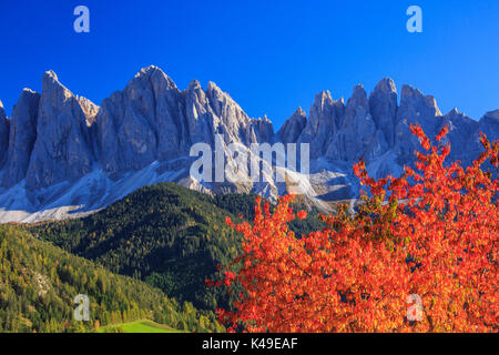 Bunte Bäume im Herbst Rahmen der Gruppe der Geislergruppe. St. Magdalena Villnösser Tal Südtirol Dolomiten Italien Europa