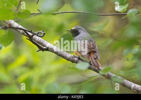 Common Redstart Phoenicurus phoenicurus männlichen Forsinaird RSPB Reservat Schottland Stockfoto