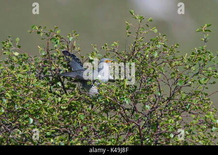 Gemeinsame Kuckuck Cuculus canorus Caithness Schottland Mai Stockfoto