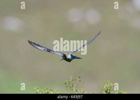 Gemeinsame Kuckuck Cuculus canorus Caithness Schottland Mai Stockfoto