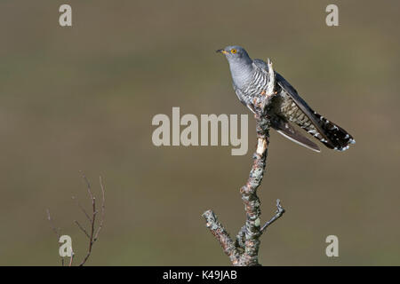 Gemeinsame Kuckuck Cuculus canorus Caithness Schottland Mai Stockfoto