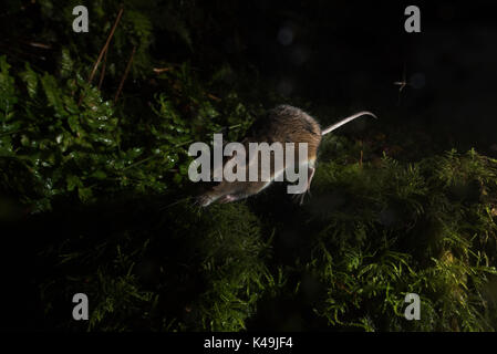 Holz MAUS APODEMUS SYLVATICUS Kettlestone Norfolk Herbst (in den Wilden nehmen Sie mit der Kamera trao) Stockfoto