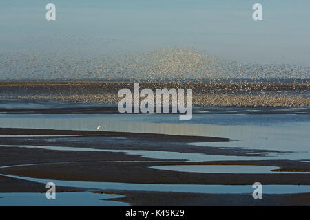 Knoten Calidris Canutus Herde Schlamm zu Jagd Wanderfalken, die Wäsche Snettisham Norfolk Herbst reagieren Stockfoto